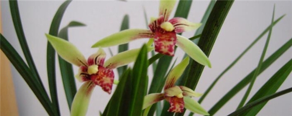 建兰怎么养才能开花（建兰的栽培技术要点）