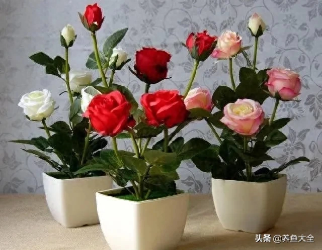 玫瑰花盆栽如何养殖（玫瑰花养殖方法与技巧）