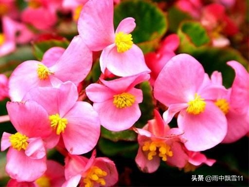 四季秋海棠怎么养（教你正确养护四季秋海棠）