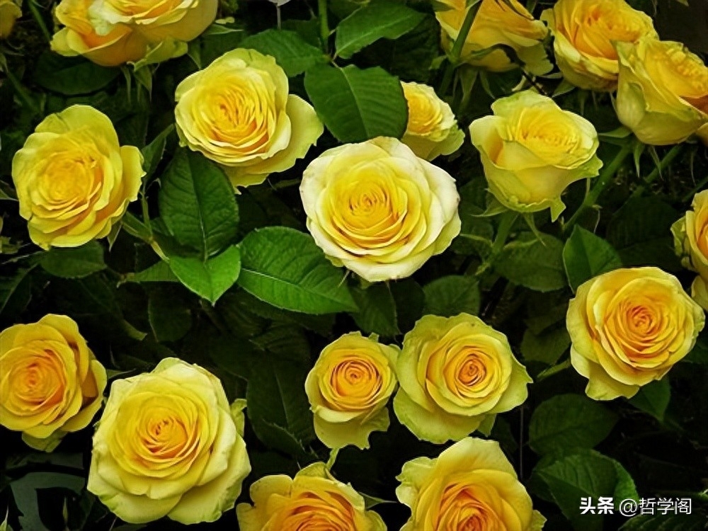 黄玫瑰代表什么意思（黄玫瑰真正的花语）