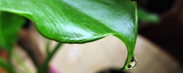 滴水观音怎么养得粗壮（滴水观音的养殖注意事项）