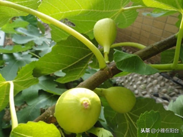 无花果怎样繁殖（无花果的扦插技巧）