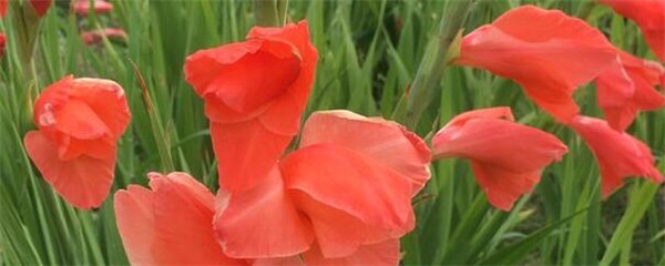 剑兰怎么种植（剑兰种植方法和时间）