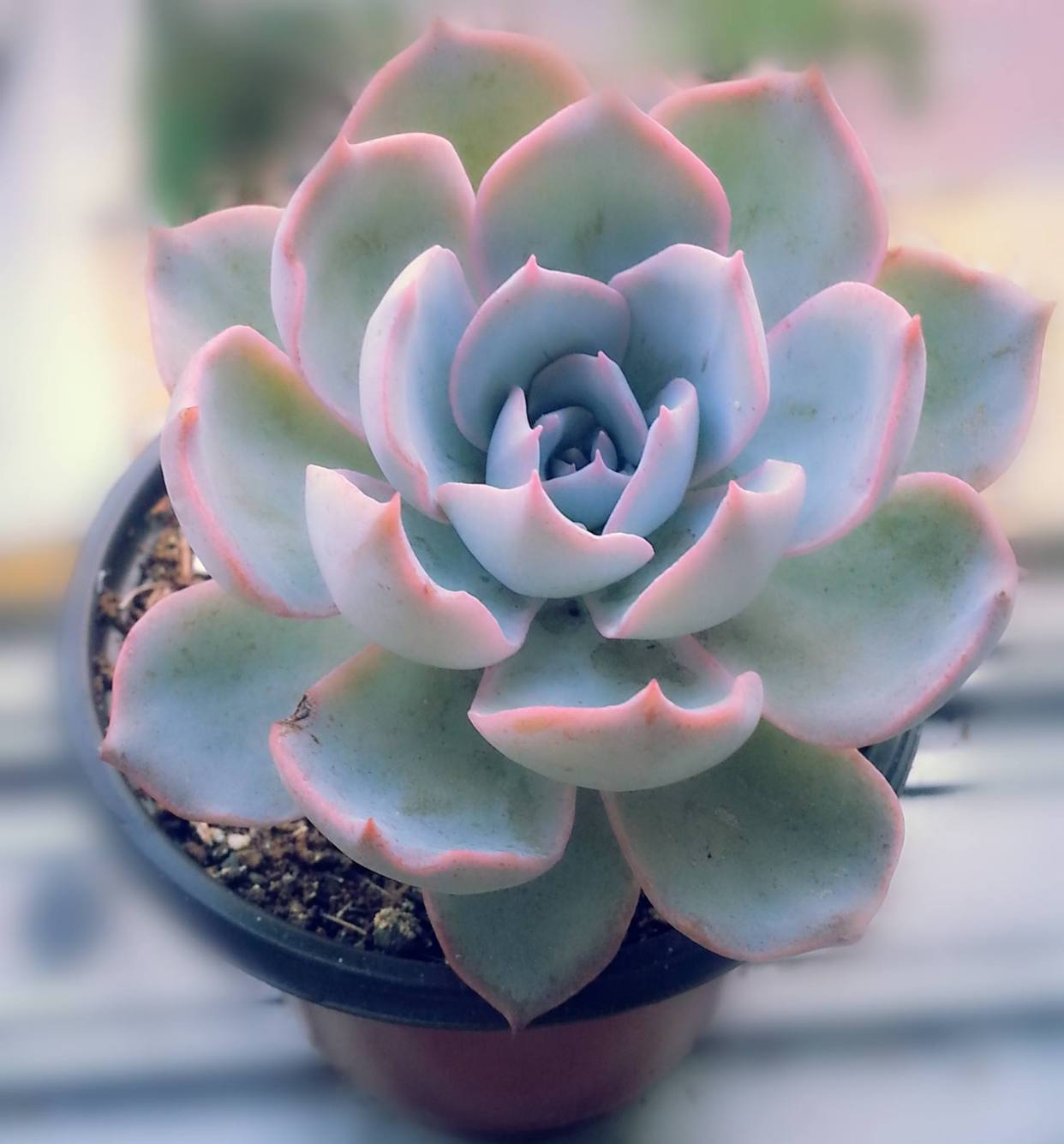 多肉植物怎么养（多肉植物的正确养法）