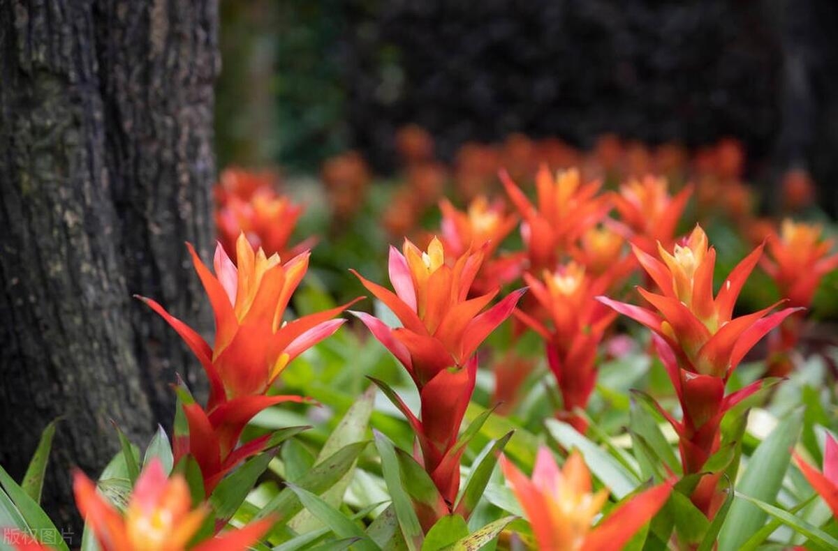 凤梨花怎么养殖（凤梨种植方法和技术）