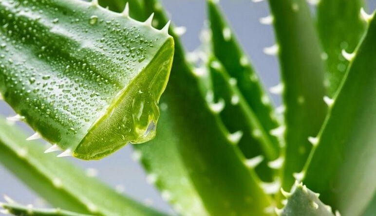 芦荟怎么养殖（芦荟养护小窍门）