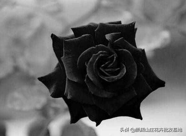 黑色玫瑰花的花语是什么（黑玫瑰代表的含义）