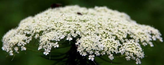 怎样种植米兰花（米兰栽培技术与管理）