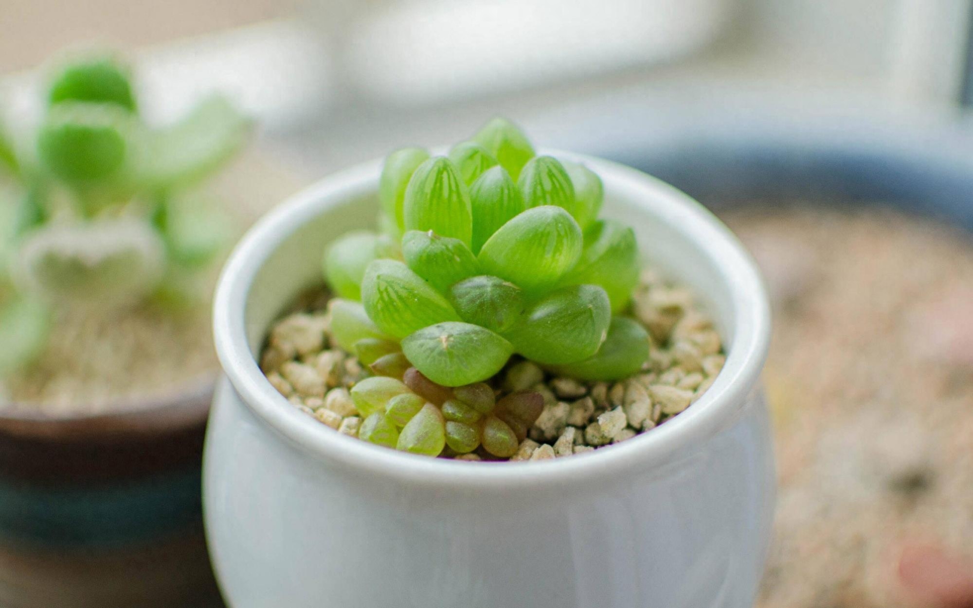 种植多肉需要什么土（多肉植物的种植与养护）
