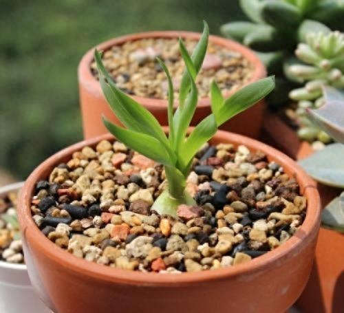 多肉植物种植土怎么配（自制多肉土简单的方法）