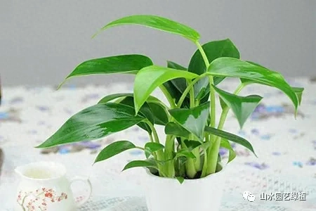盆栽金钻如何养（金钻的养殖方法讲解）