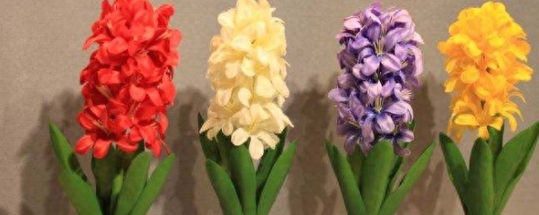 风信子水培怎么弄（水培风信子正确养法）