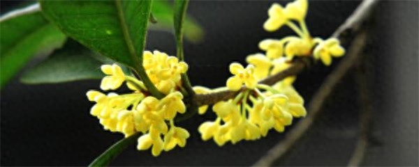 桂花怎么种才能种得好（桂花栽培技术要点）