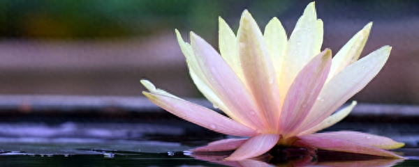 莲花什么时候开放（观赏莲花花期简介）