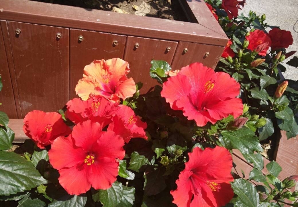 扶桑花怎么养才能开花（扶桑花养护与浇水）
