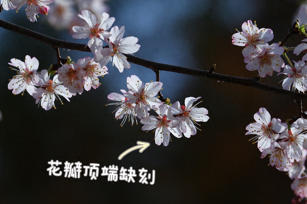 樱花几月份开放（观赏樱花花期简介）