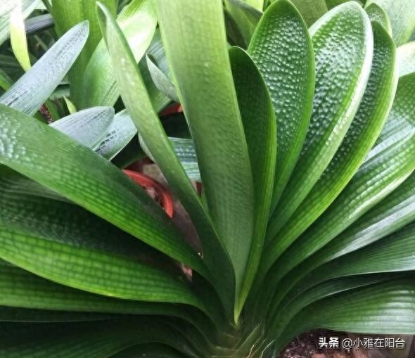君子兰怎么养才能开花（养护君子兰的小窍门）