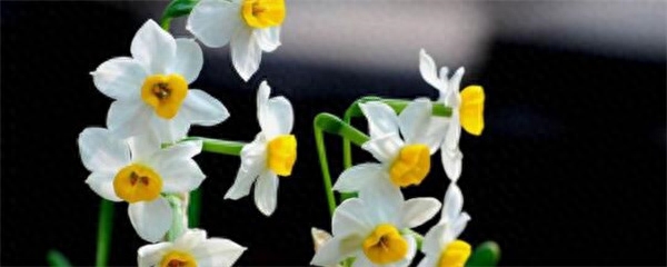 水仙花9月份能种吗（水仙花养殖方法和时间）