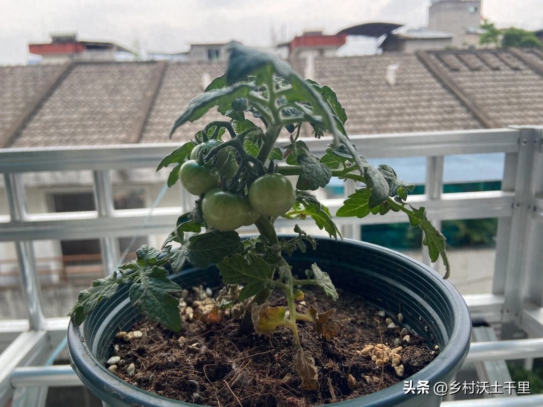 小番茄盆栽如何种植（小番茄种植技术和管理）