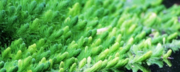 金鱼藻种植方法介绍（金鱼藻的种植及管理技术）
