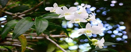 怎样养护兰花长得好（兰花的养护小妙招）