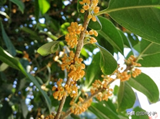 桂花树品种哪个最好（盘点桂花的四大品种）
