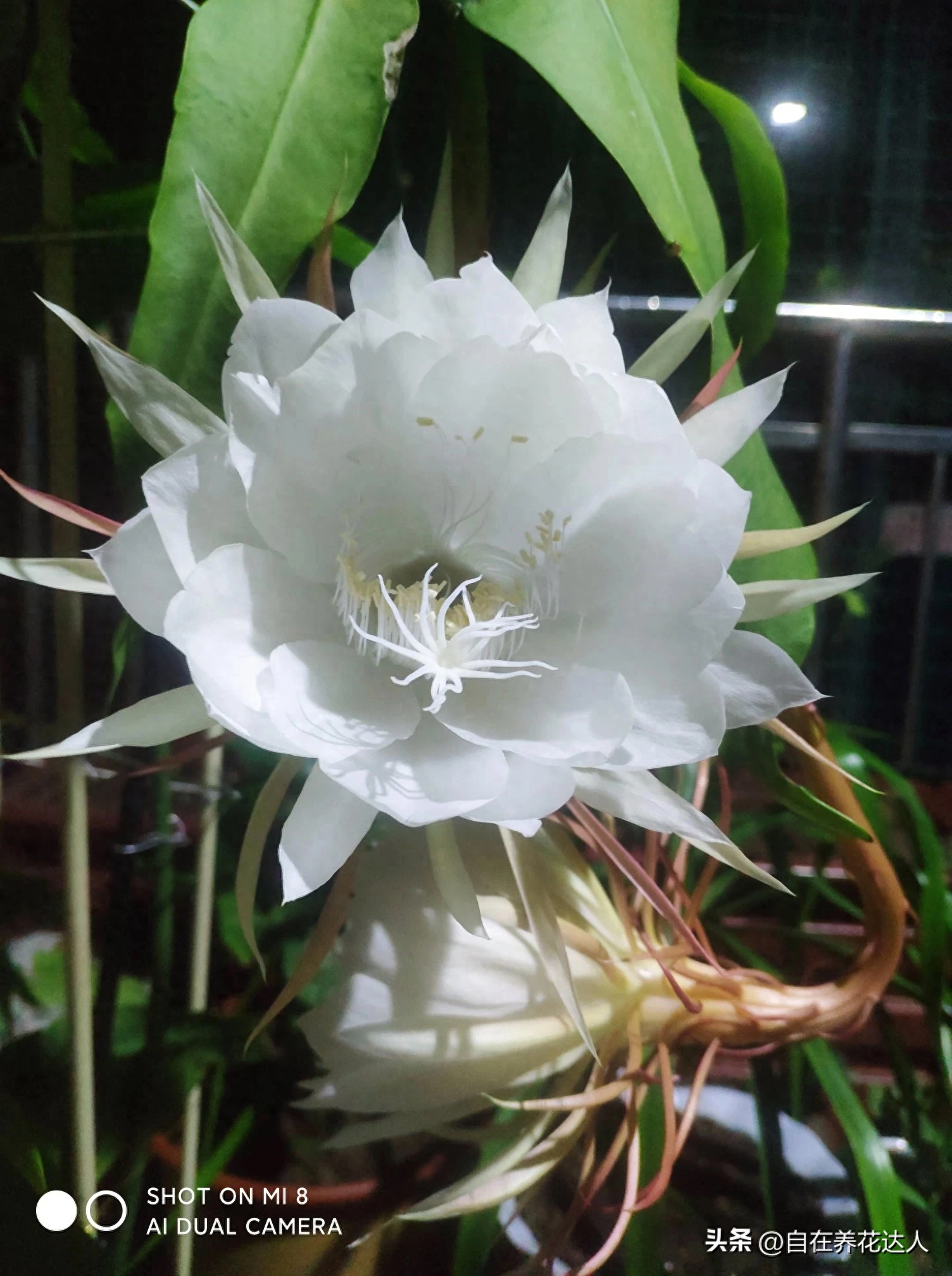 昙花怎样养殖开花快（昙花的养殖方法和注意事项）