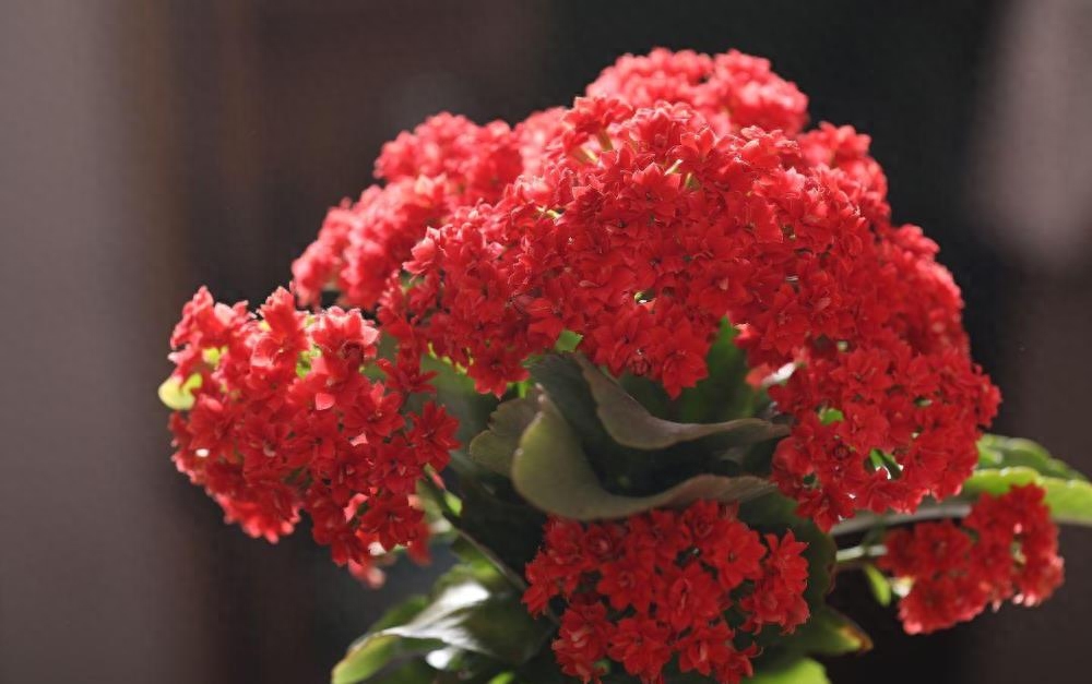 长寿花怎么养才开花（教你正确养护长寿花）
