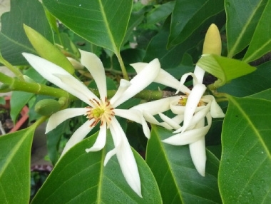 白兰花怎么养才长得好（白兰花种植方法和时间）
