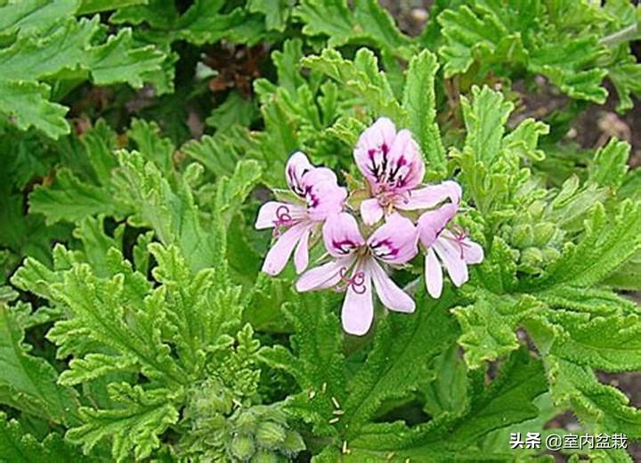 香叶天竺葵如何种植（香叶天竺葵栽培技术要点）