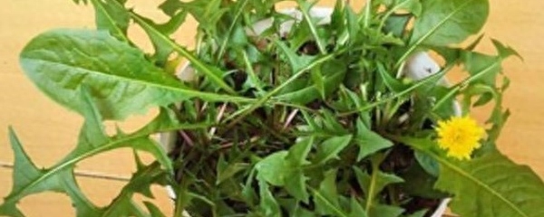 蒲公英种子几月播种最好（蒲公英的正确种植方法）