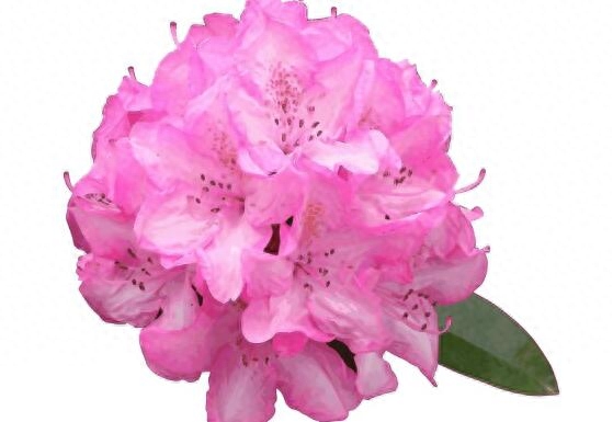 杜鹃花什么时候开花（观赏杜鹃花花期简介）