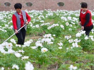 牡丹种子几月种植最佳（牡丹花的种植方法和时间）