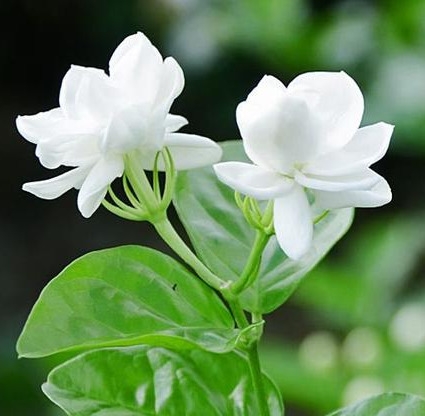 茉莉花应该如何养护（茉莉花的养殖方法步骤）