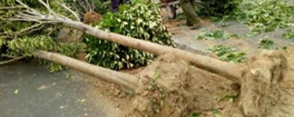 树苗怎么种植成活率高（树苗的栽培技术要点）