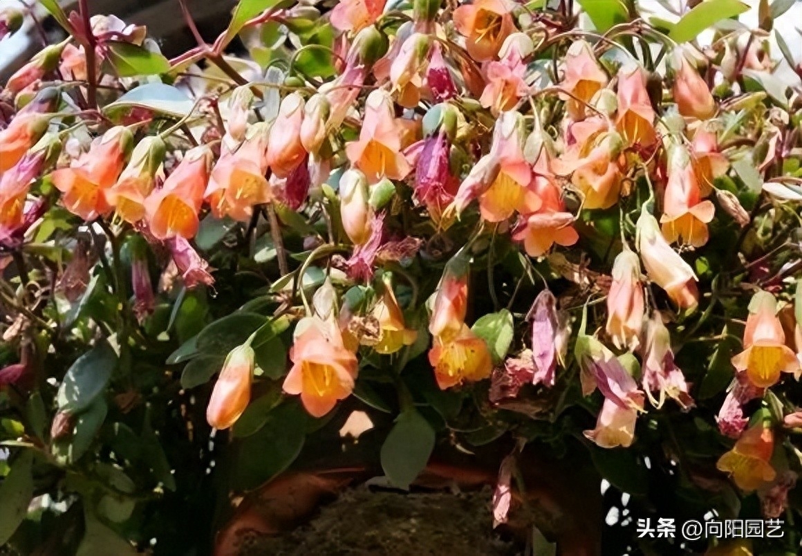宫灯长寿花好养活吗（宫灯长寿花正确养护技巧）