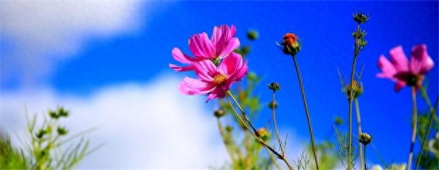 格桑花几月份播种最好（格桑花的种植和养护）