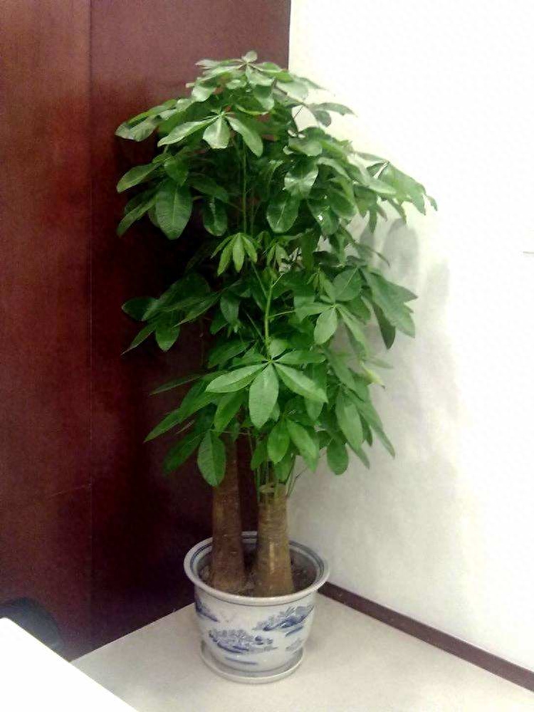 发财树怎么养才长得好（分享发财树的四个养护要点）