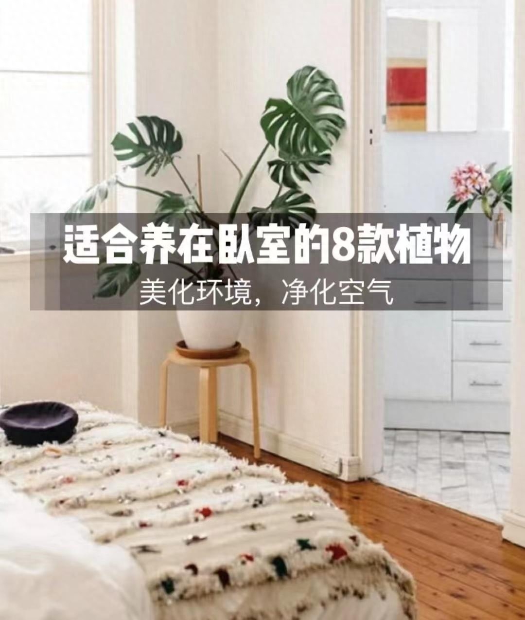 什么花适合放在卧室（卧室必养的8种花）