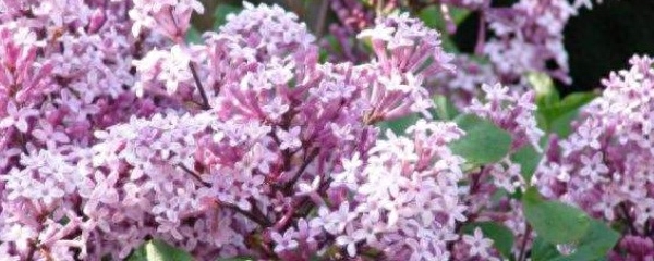 丁香花如何养殖好看（丁香花的种植方法介绍）