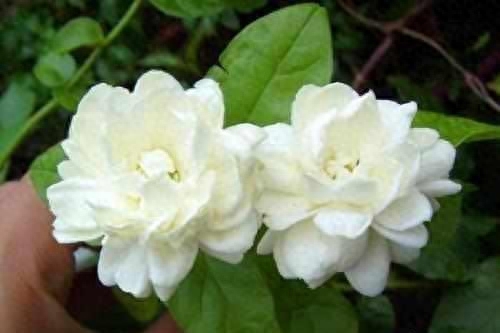 茉莉花是什么季节开的（观赏茉莉花期简介）