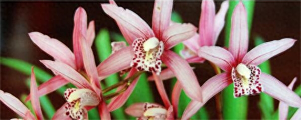 兰花草如何种植方法（兰花草的种植和养护）