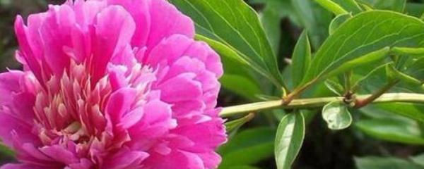 芍药可以扦插繁殖吗（芍药的繁殖方法介绍）