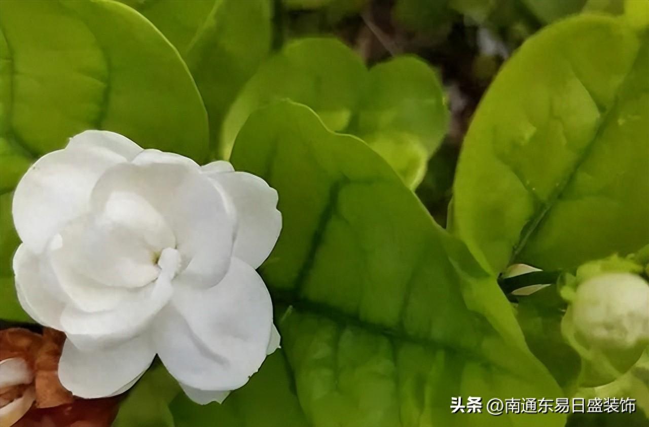 冬天室内花卉养什么花好（适合放卧室的十种花推荐）