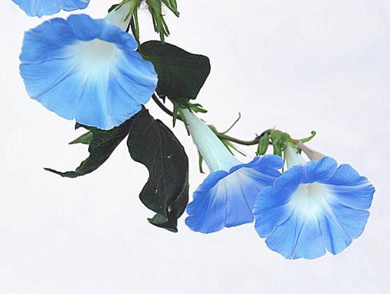 牵牛花什么时候开花（牵牛花的特点描写）