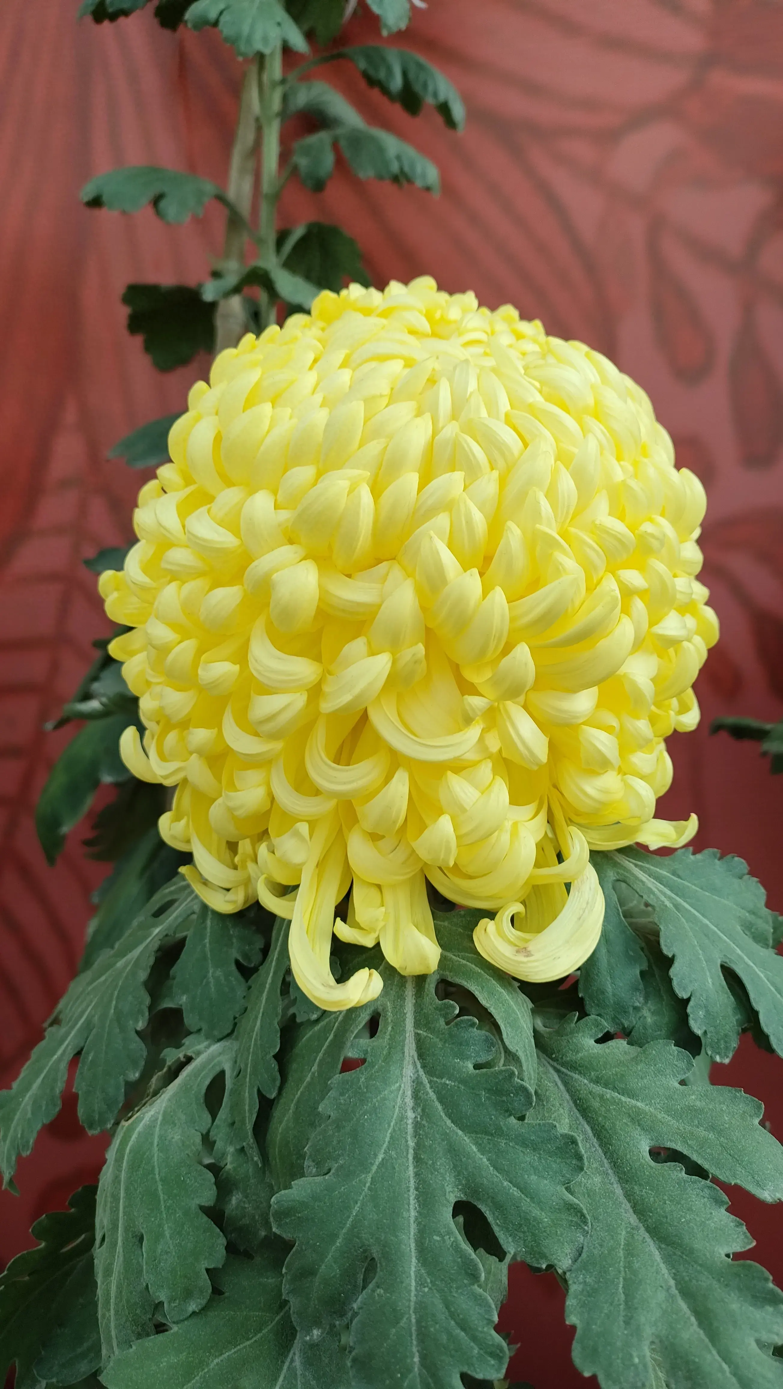 菊花代表什么象征意义（不同菊花花语的含义）