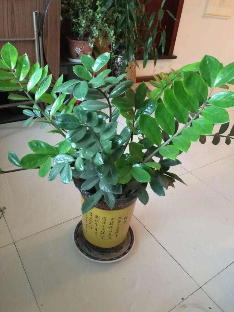 金钱树能晒太阳吗（教你正确养护知识）