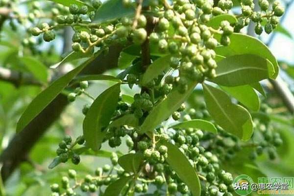 花椒树种在什么地方最好（花椒树种植方法及管理）