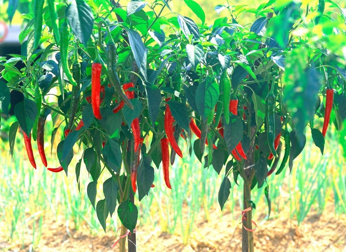 辣椒籽可以直接种吗（辣椒的种植方法和管理技术）