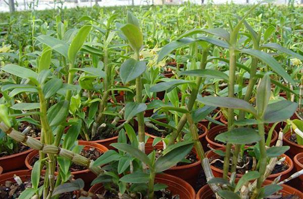 石斛用什么种植比较好（石斛的栽培技术要点）